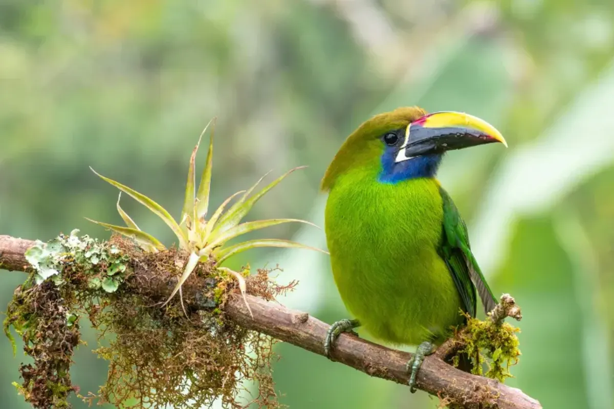 Bird in Costa Rica