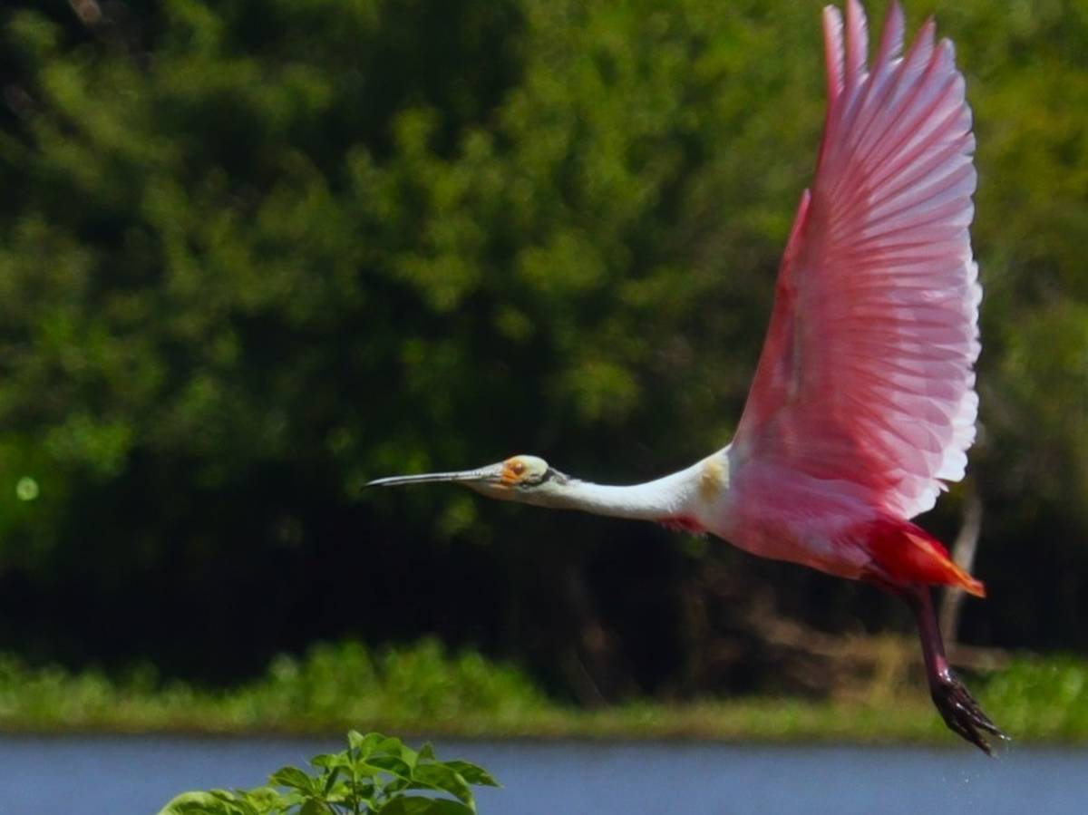Bird Watching