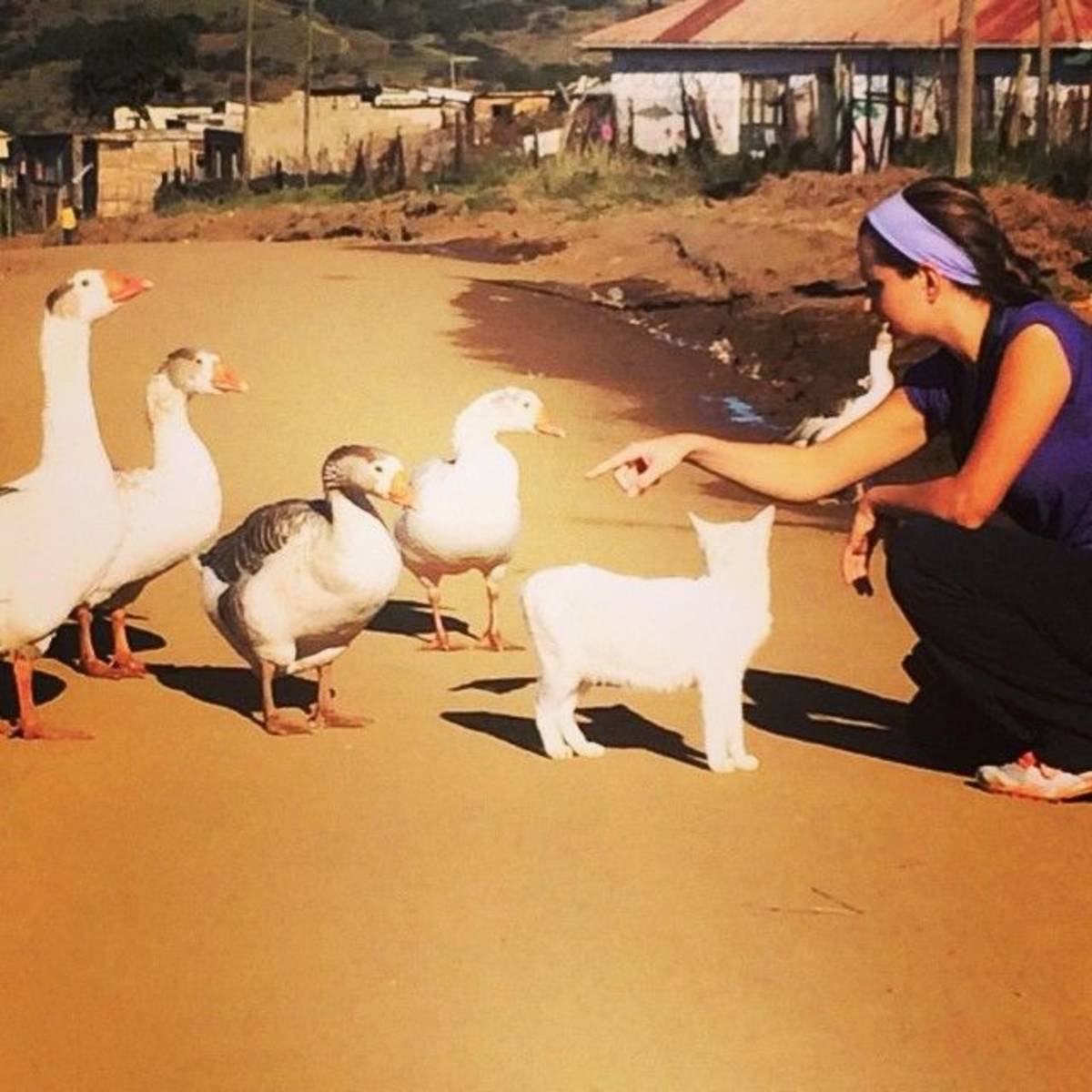 Volunteers with animals