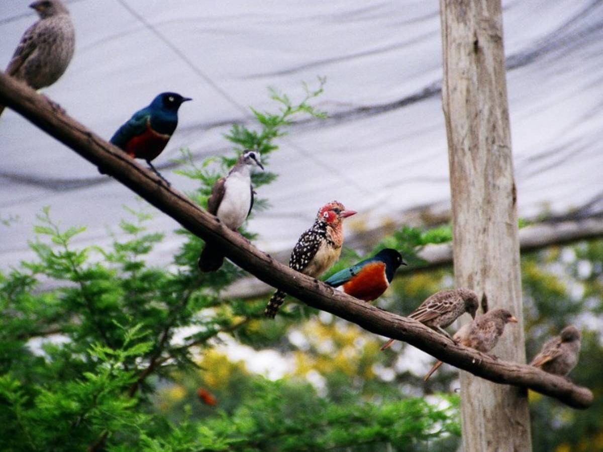 Birds at Moholoholo
