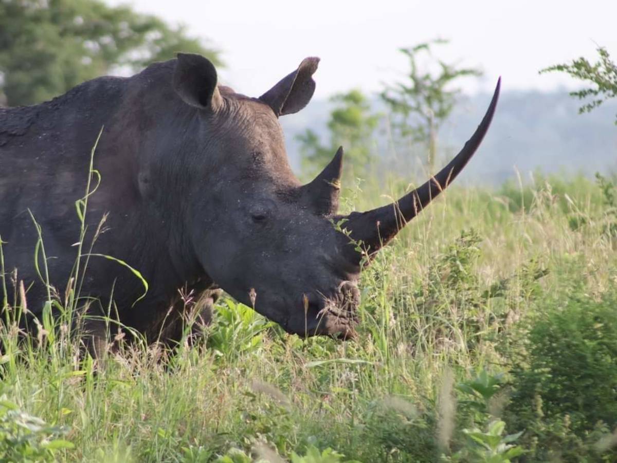 Black rhino at Masai Mara