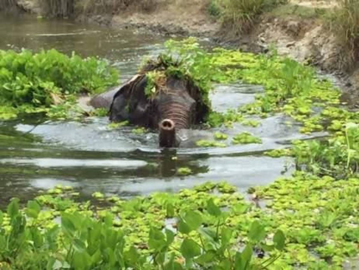See the elephants enjoying their new freedom