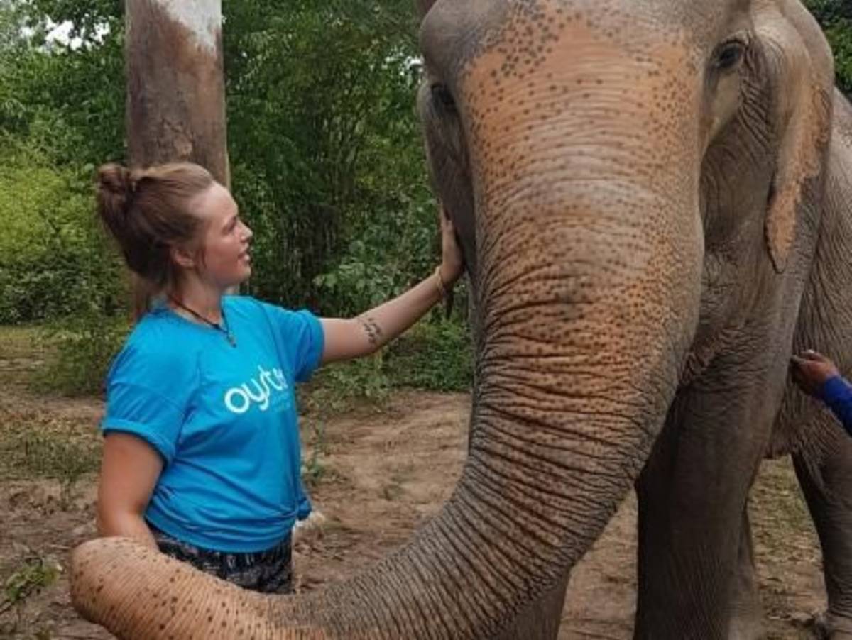 Get to know the elephants in Thailand