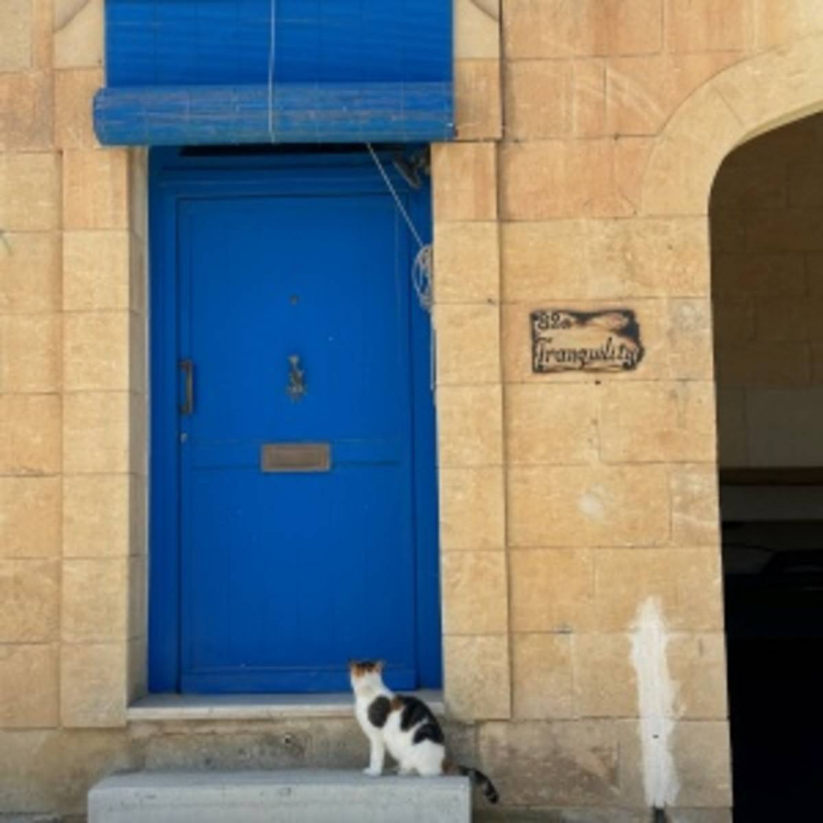 blue accent door and cat