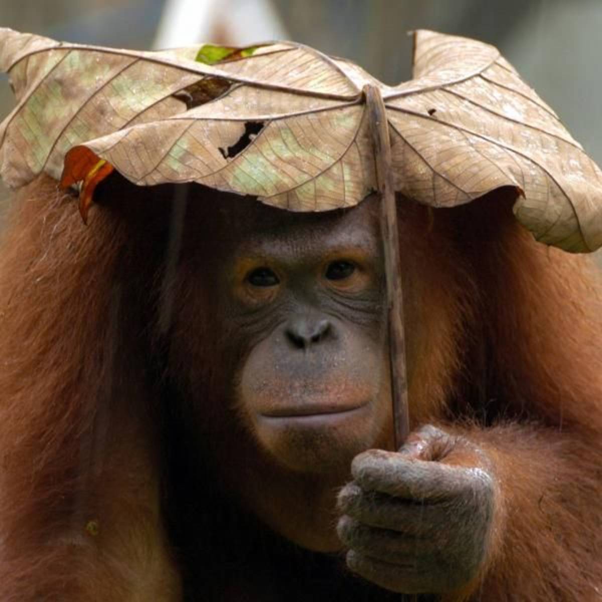 Borneo language teaching assistant