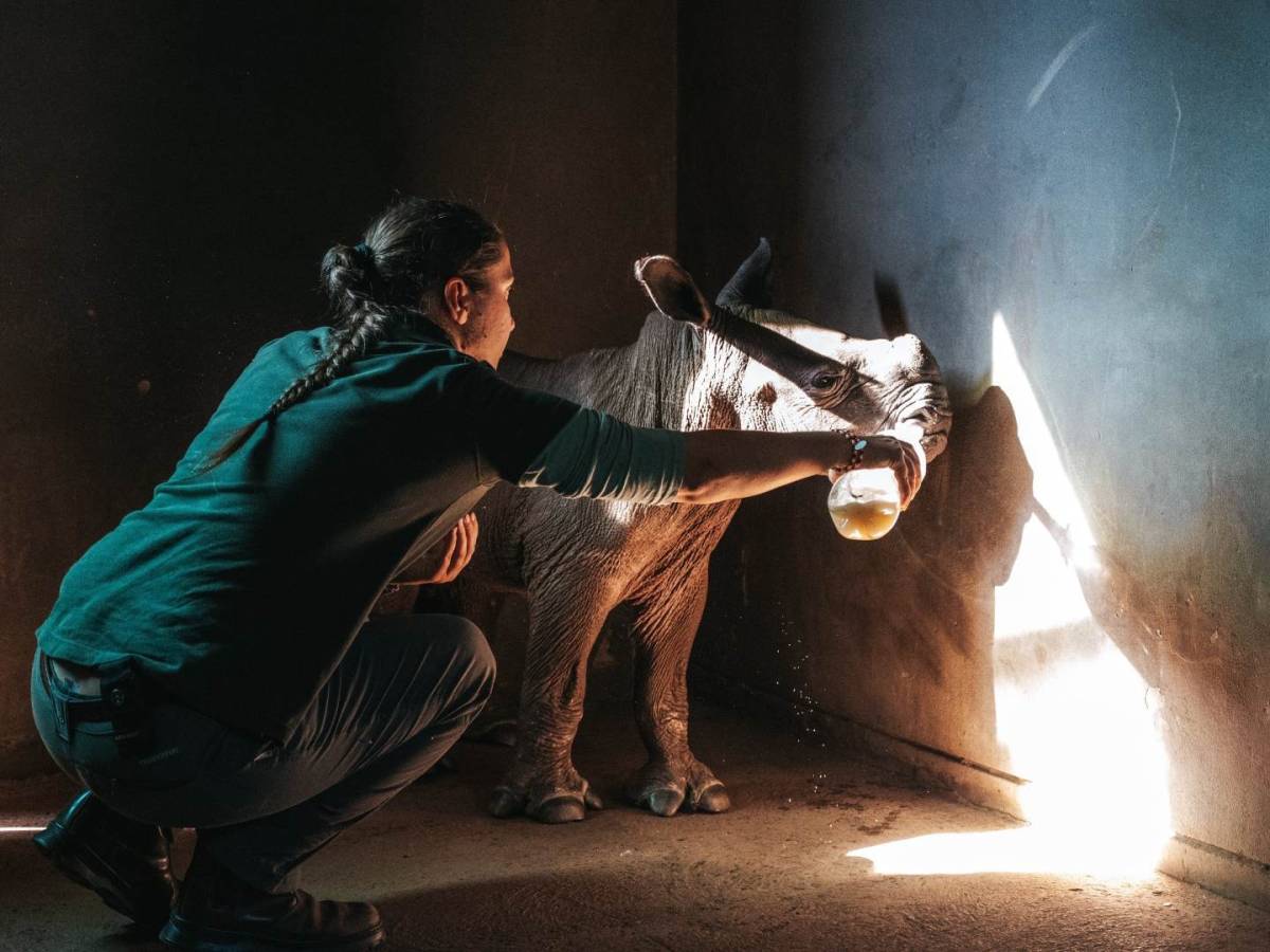 Bottle feeding a baby orphaned rhino at the rehabilitation centre
