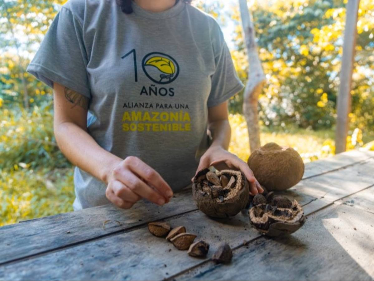 Brazil nut fruit (Bertholletia excelsa), a key species in Amazon reforestation.