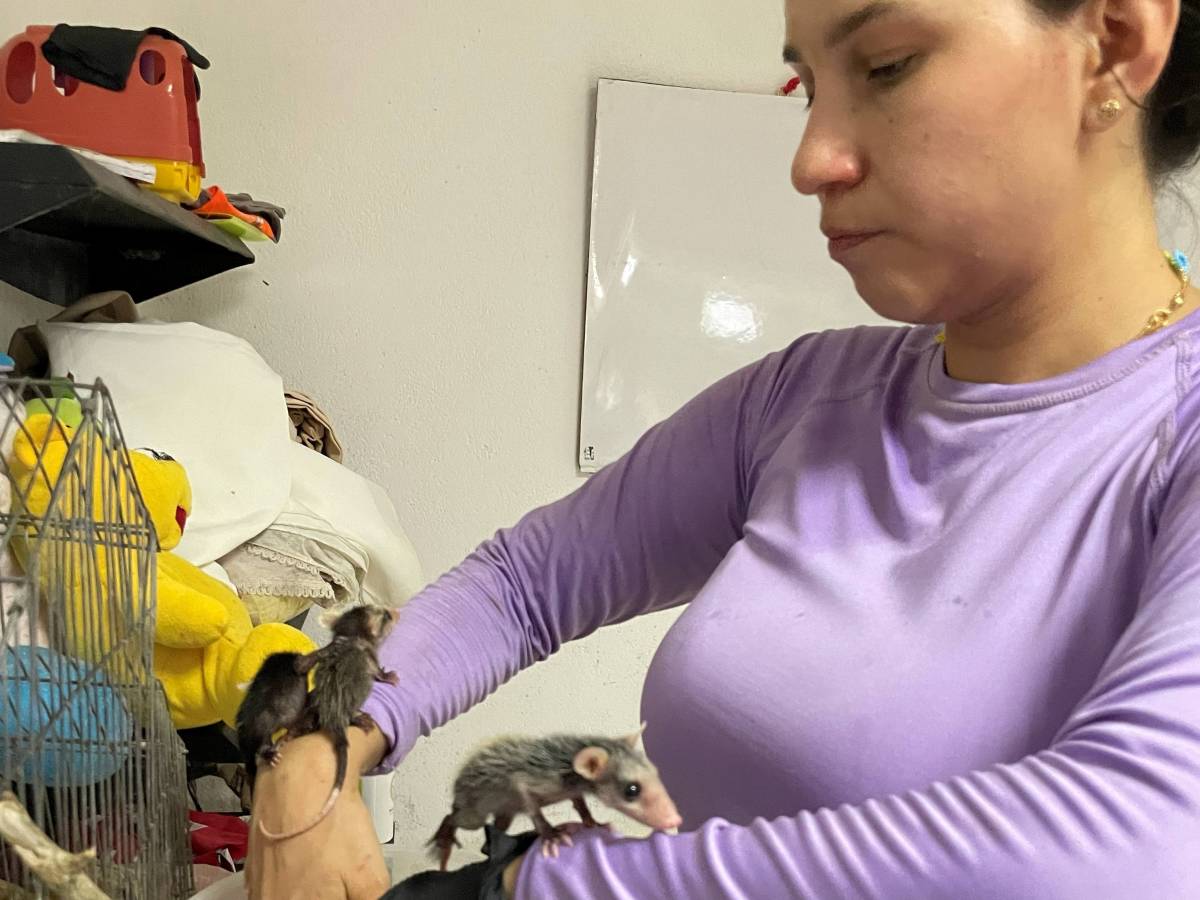 Bucaramanga Animal Rescue Volunteer Program