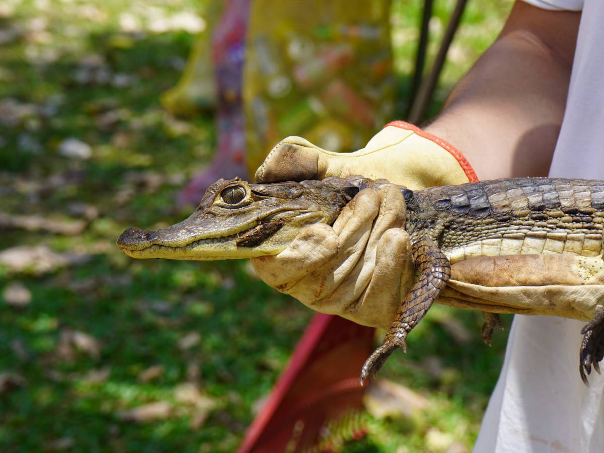 Bucaramanga Animal Rescue Volunteer Program