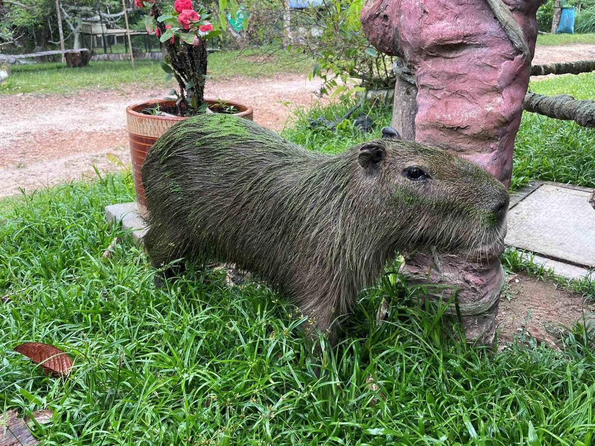 Bucaramanga Animal Rescue Volunteer Program