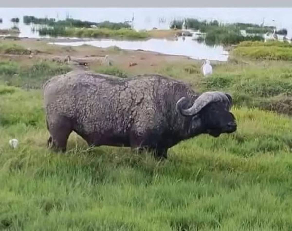 Buffalo at Amboseli