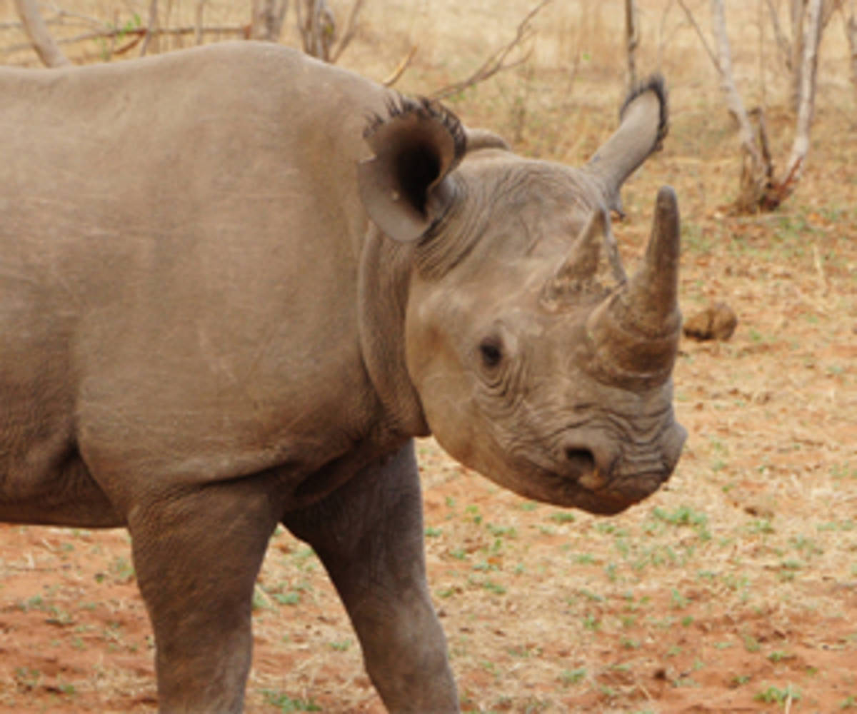 a rhinoceros