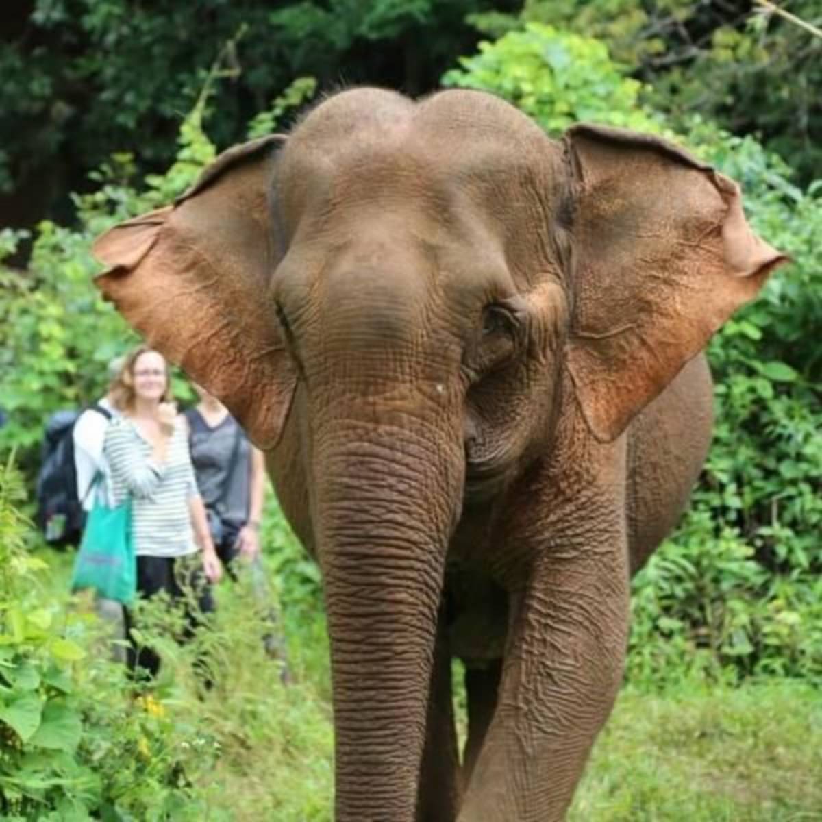 GoEco Cambodia - Elephant Sanctuary & Forest Conservation