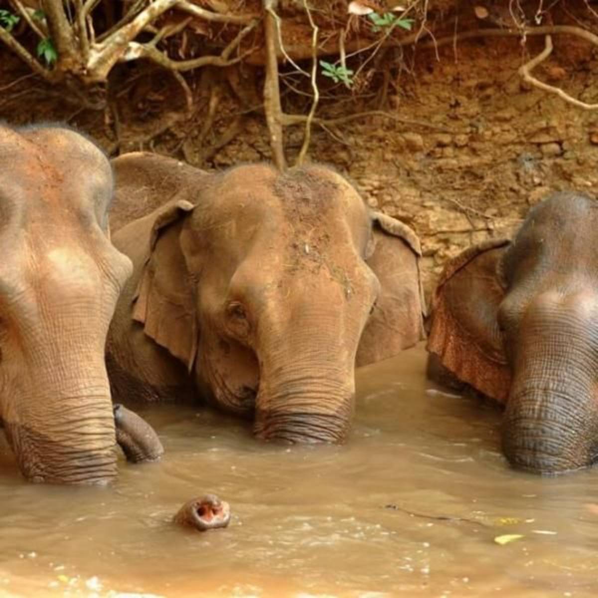 GoEco Cambodia - Elephant Sanctuary & Forest Conservation