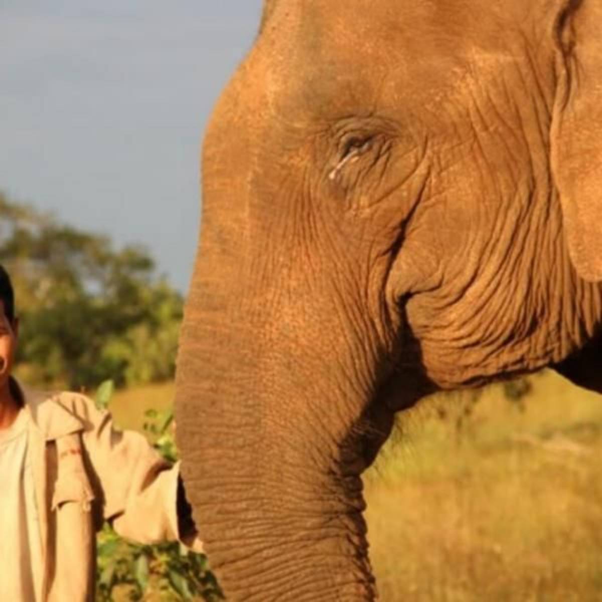 GoEco Cambodia - Elephant Sanctuary & Forest Conservation