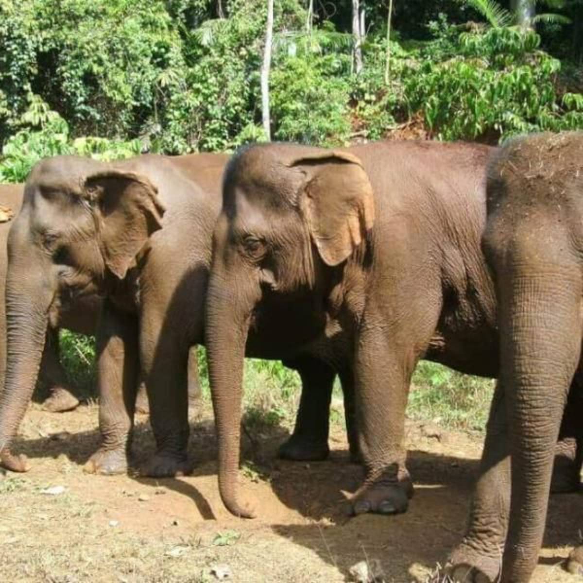 GoEco Cambodia - Elephant Sanctuary & Forest Conservation
