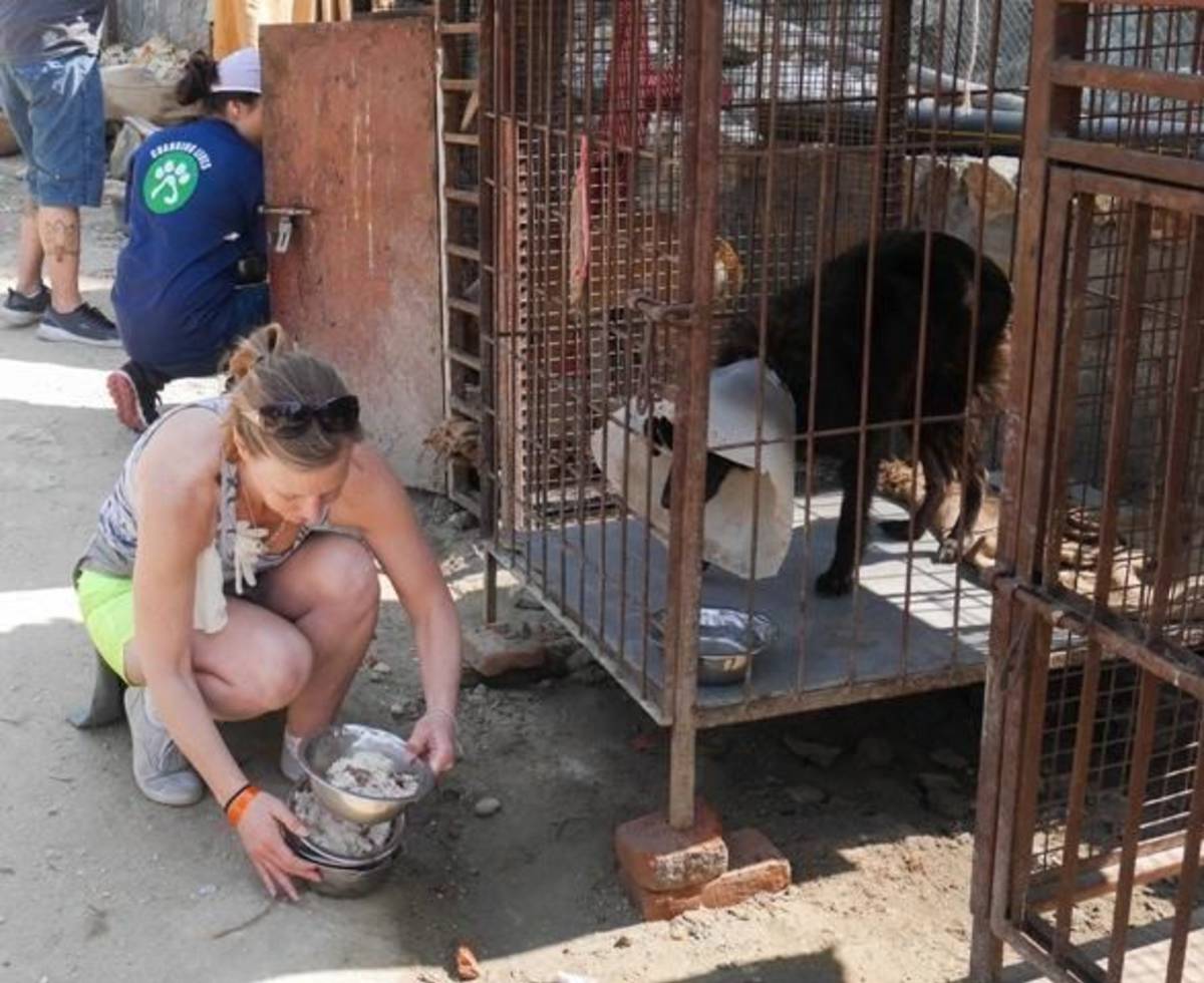 Canine Rehabilitation Kathmandu - feeding the dogs