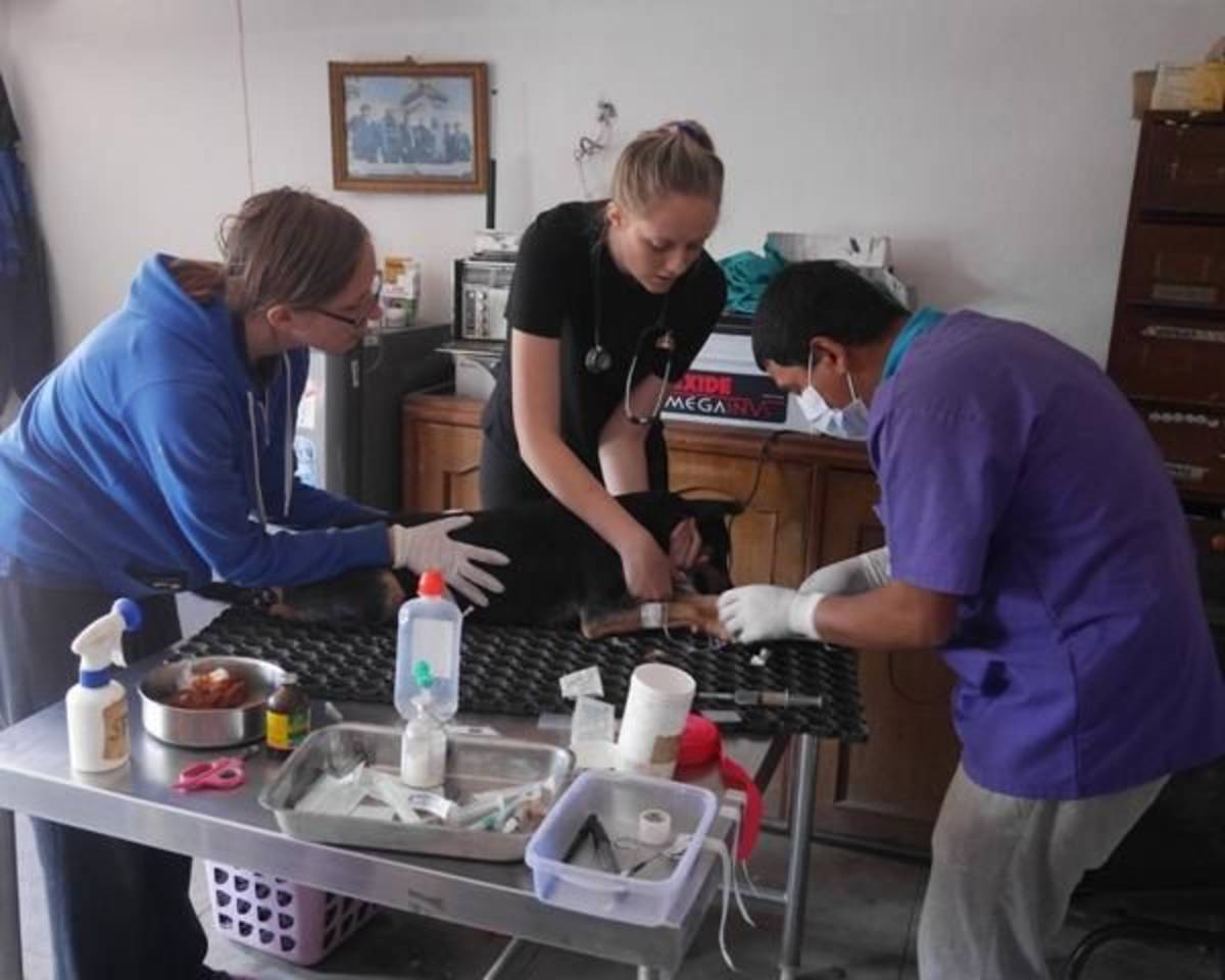 Canine Rehabilitation Kathmandu - assisting with a procedure