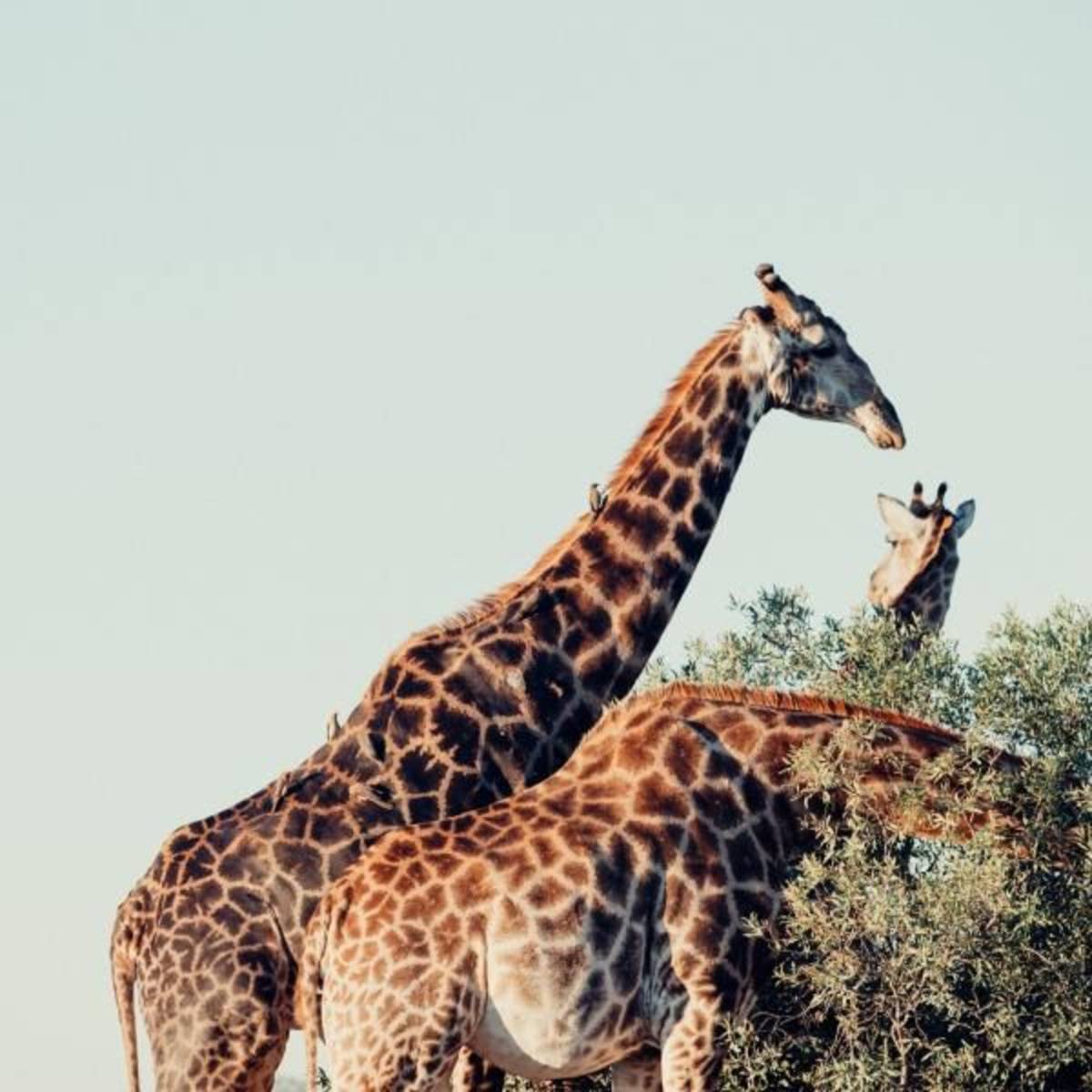 Wildlife Park internships
