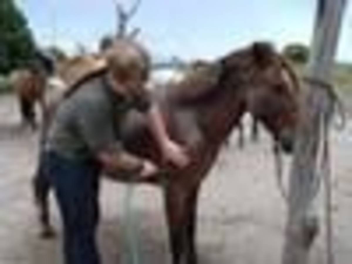 Care of horses