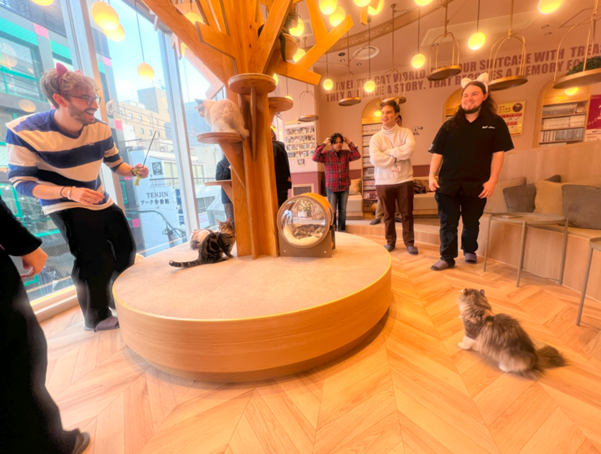 Cat Cafe