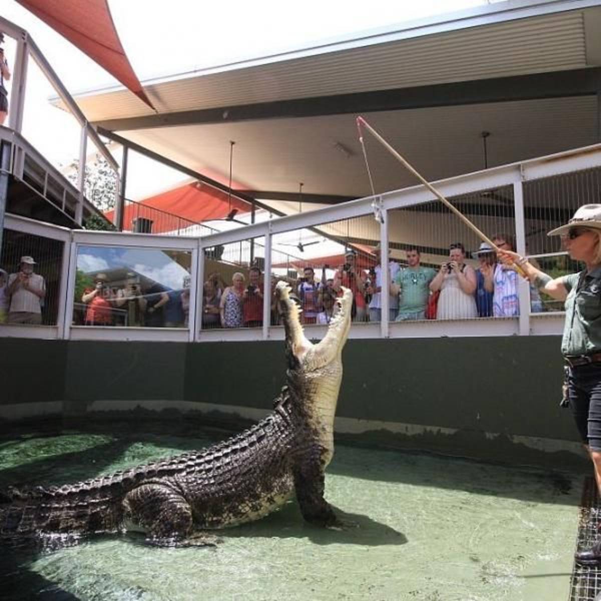 Crocodile Park Internship