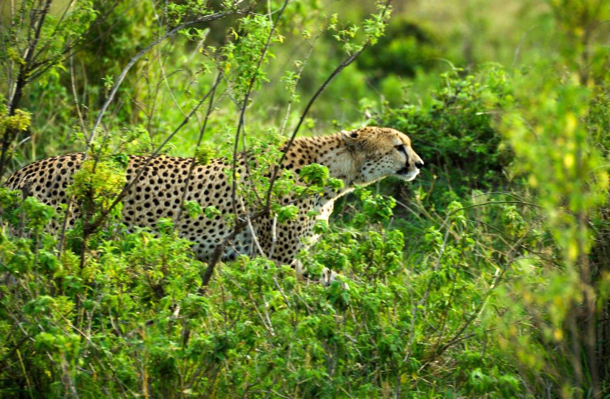 Cheetah at Masai Mara