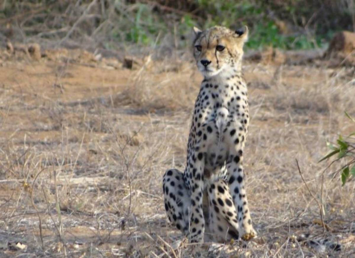 Cheetah at Masai mara