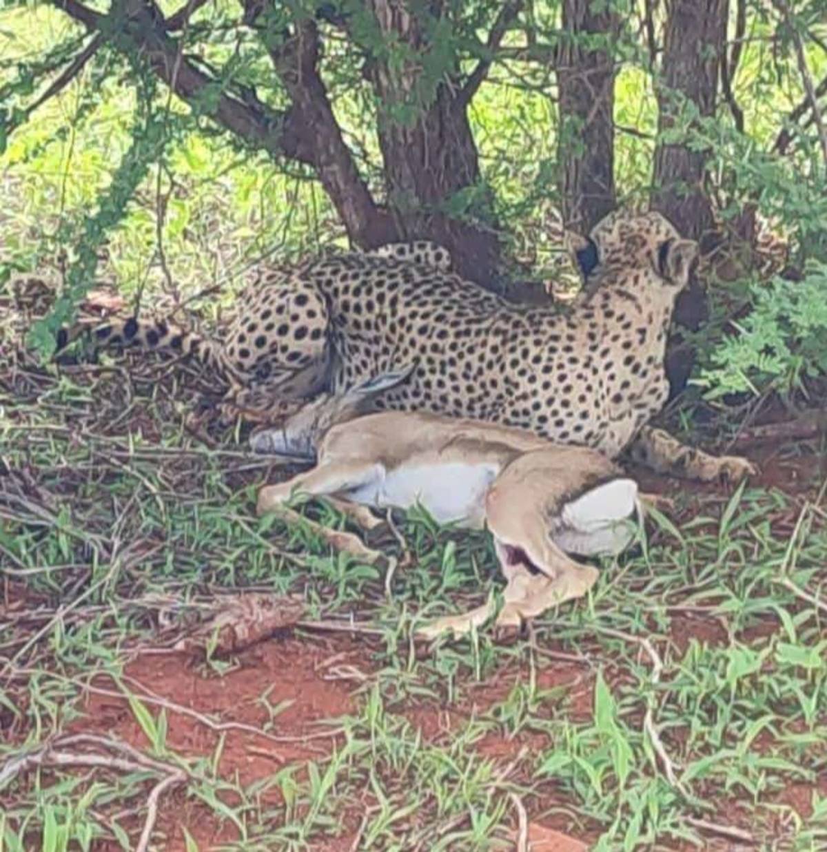Cheetah with her kill
