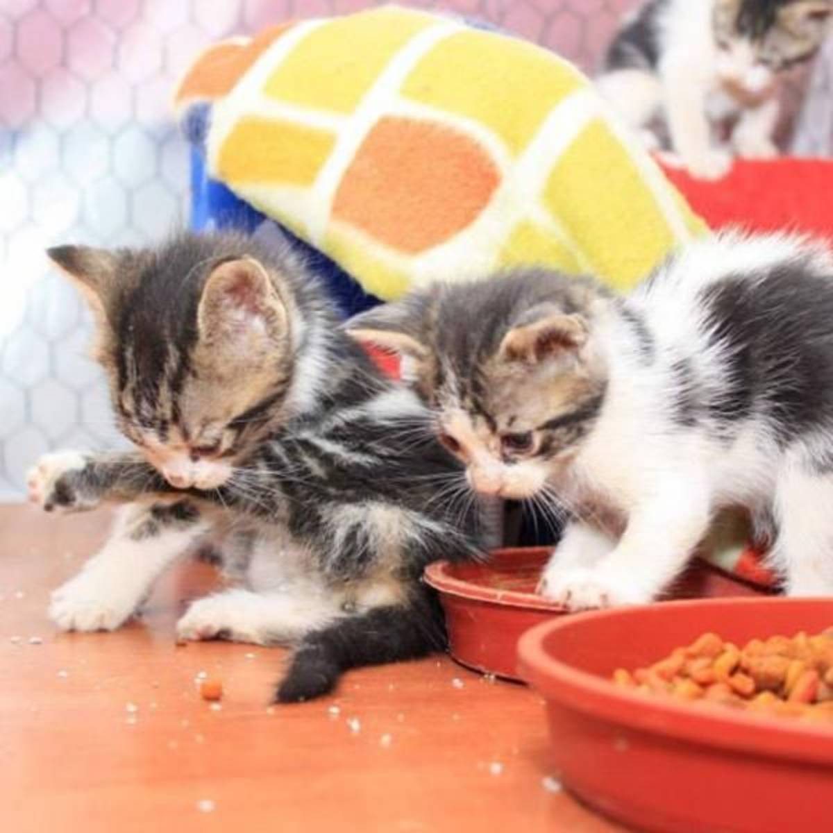 Support a cat shelter in chile