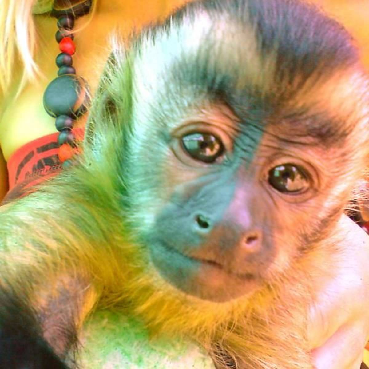 Monkey rehabilitation center in CHile