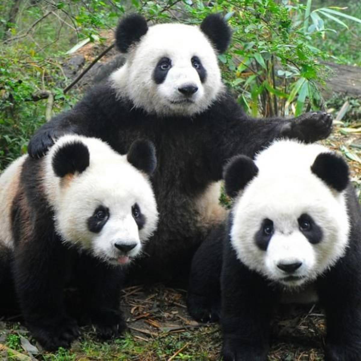 GoEco China - Giant Panda Center