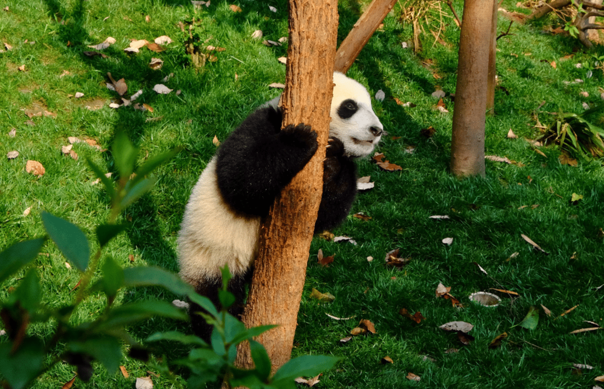 China – Giant Panda Volunteer & Cultural Tour