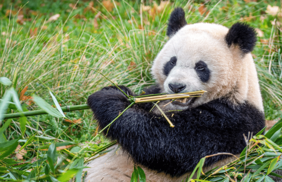 China – Giant Panda Volunteer & Cultural Tour