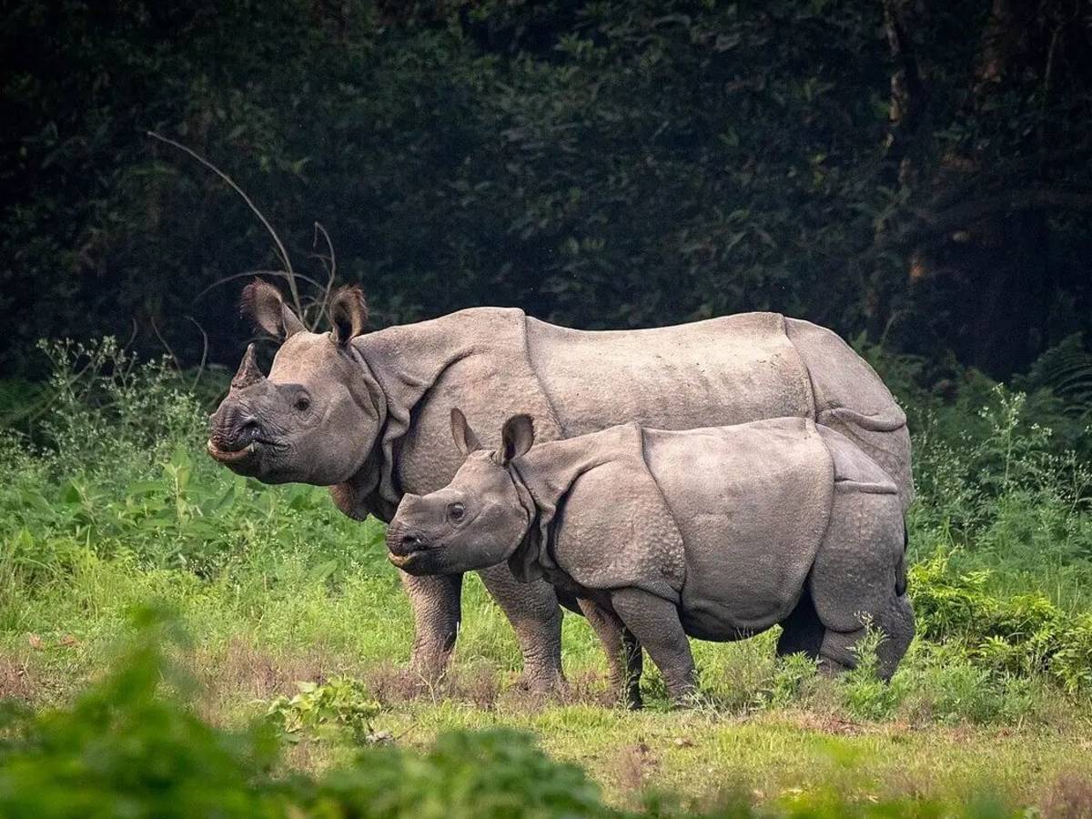 Chitwan National Park