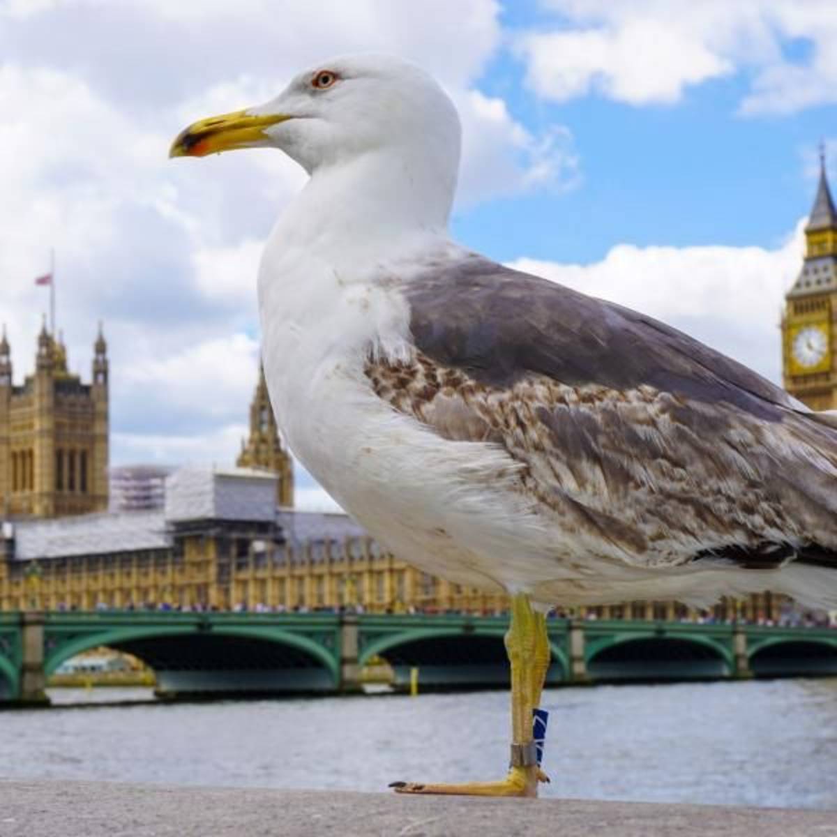 WE Intern Cliff's seagull photo