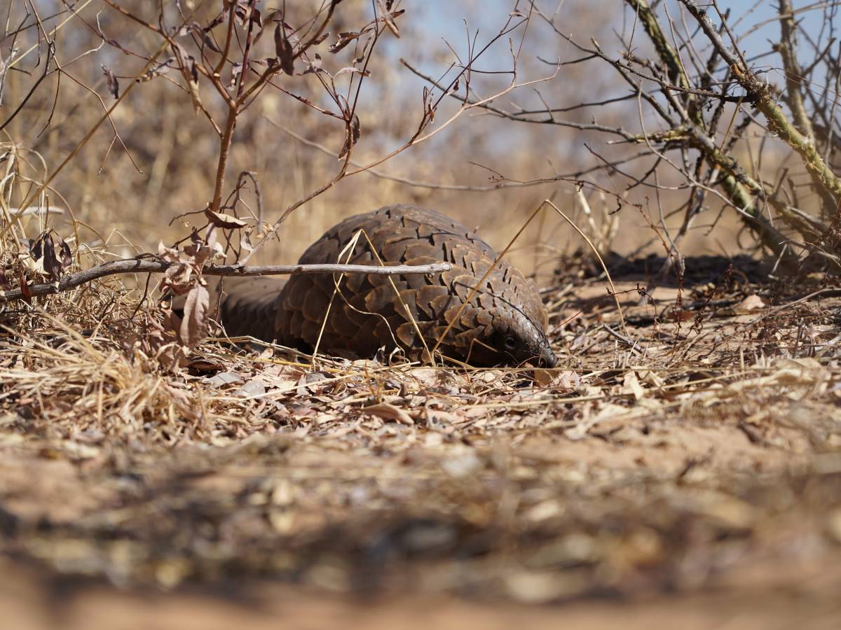 Close-up of a pangolin