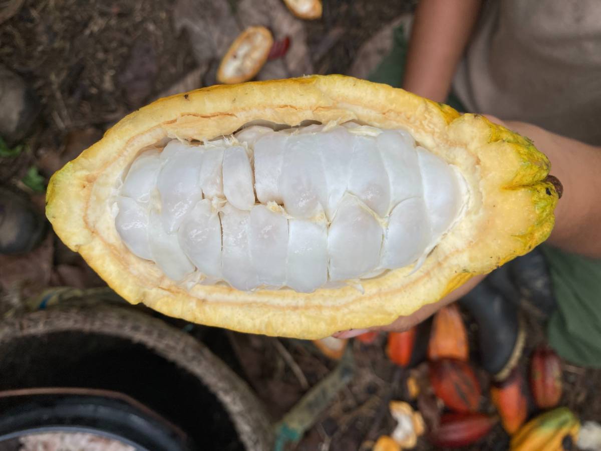 Close up of cacao pod.