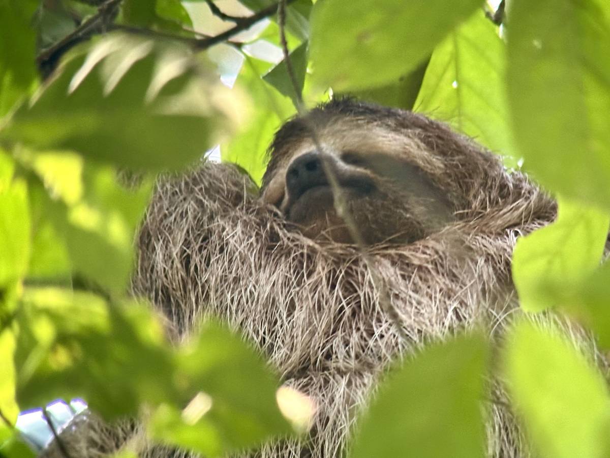 Close up of sloth in trees.
