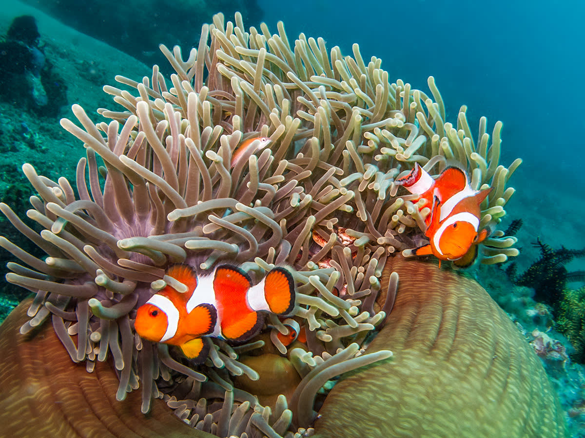Clownfish