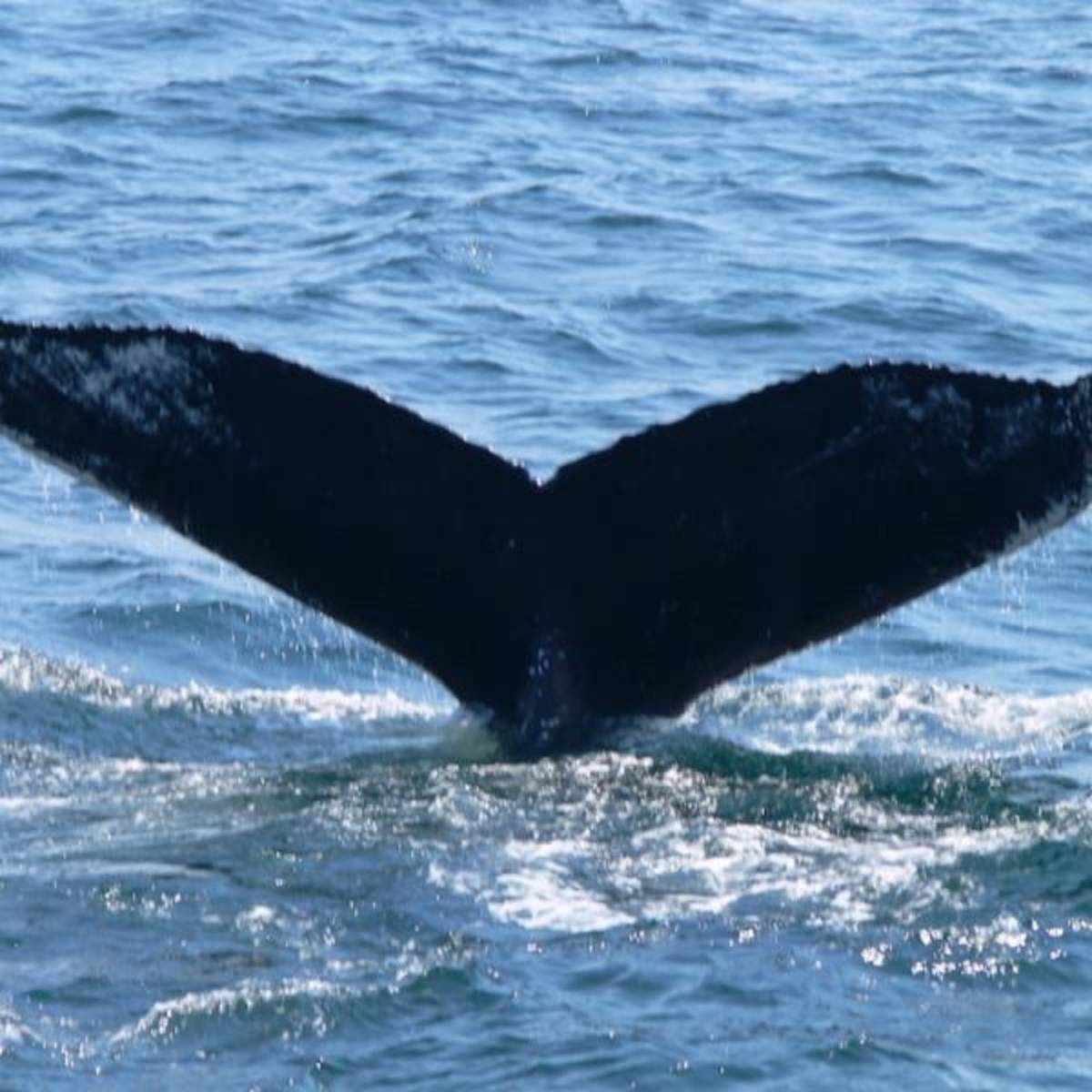 Volunteer in Marine Conservation