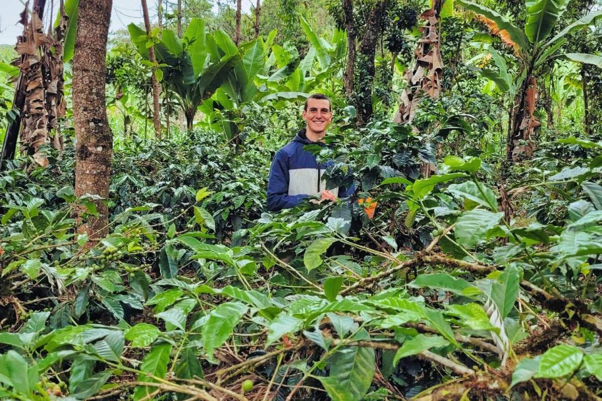 coffee plantation at Kilimanjaro