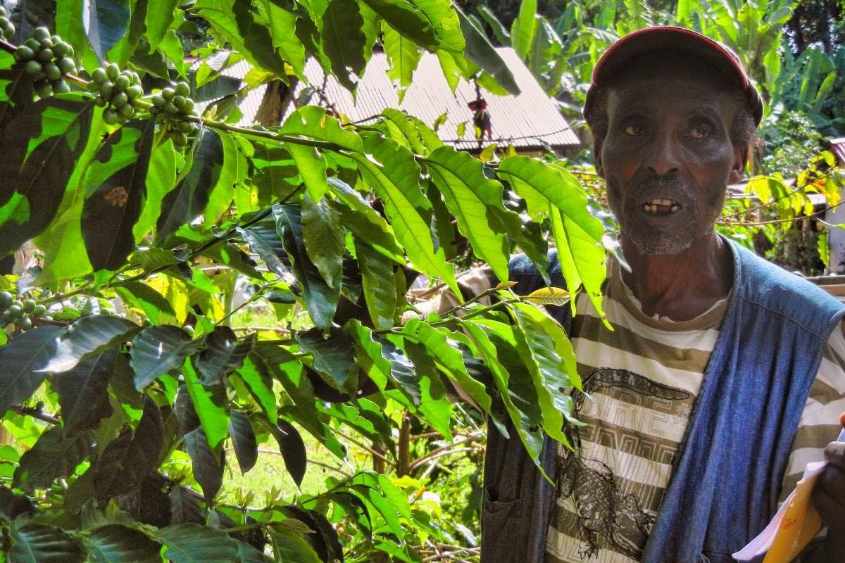 coffee plantation at Kilimanjaro