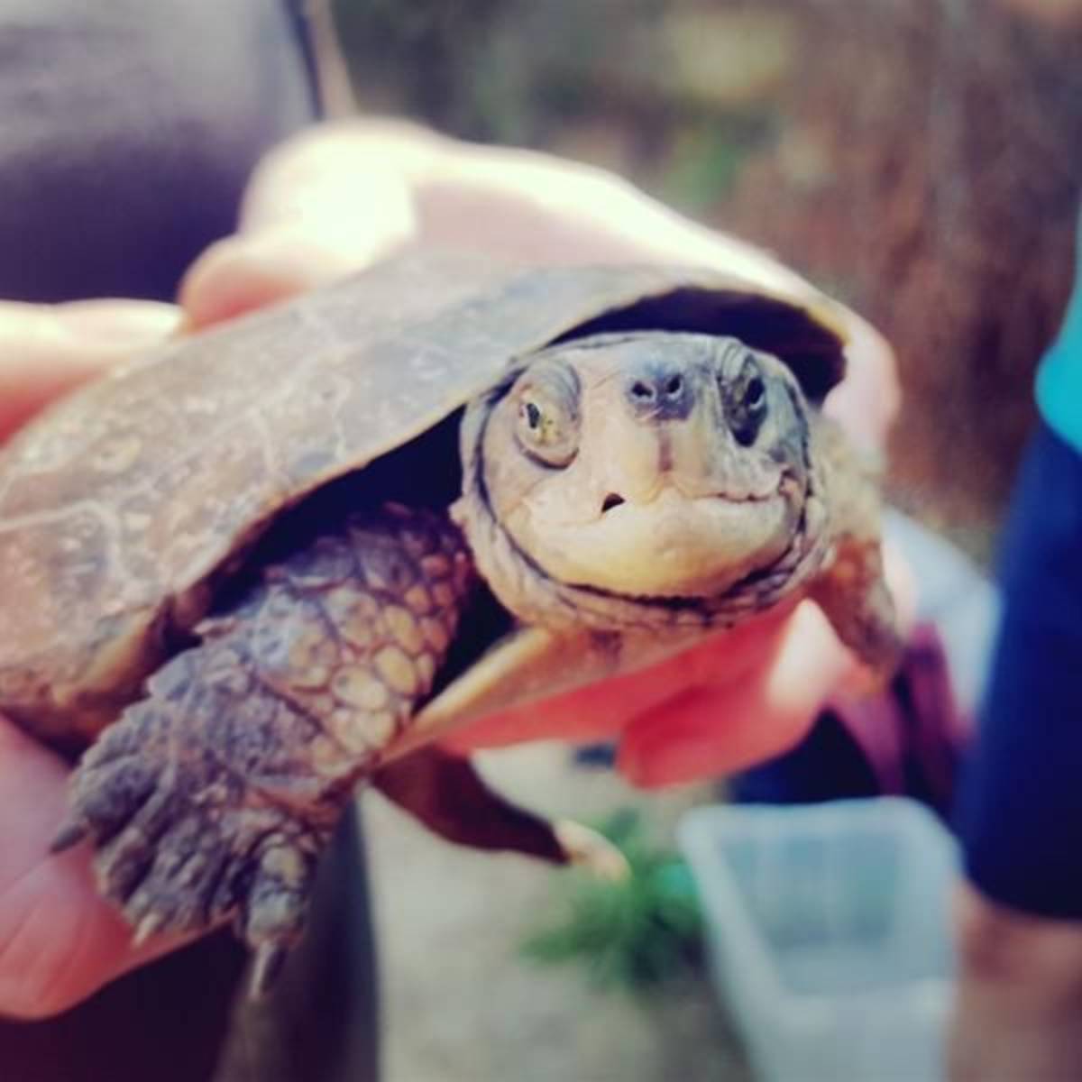 GoEco Spain - Conservation Projects in the Valencia Region