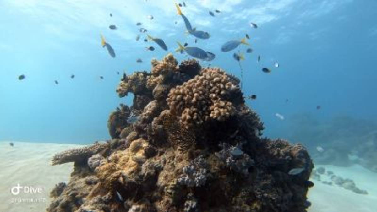 Coral