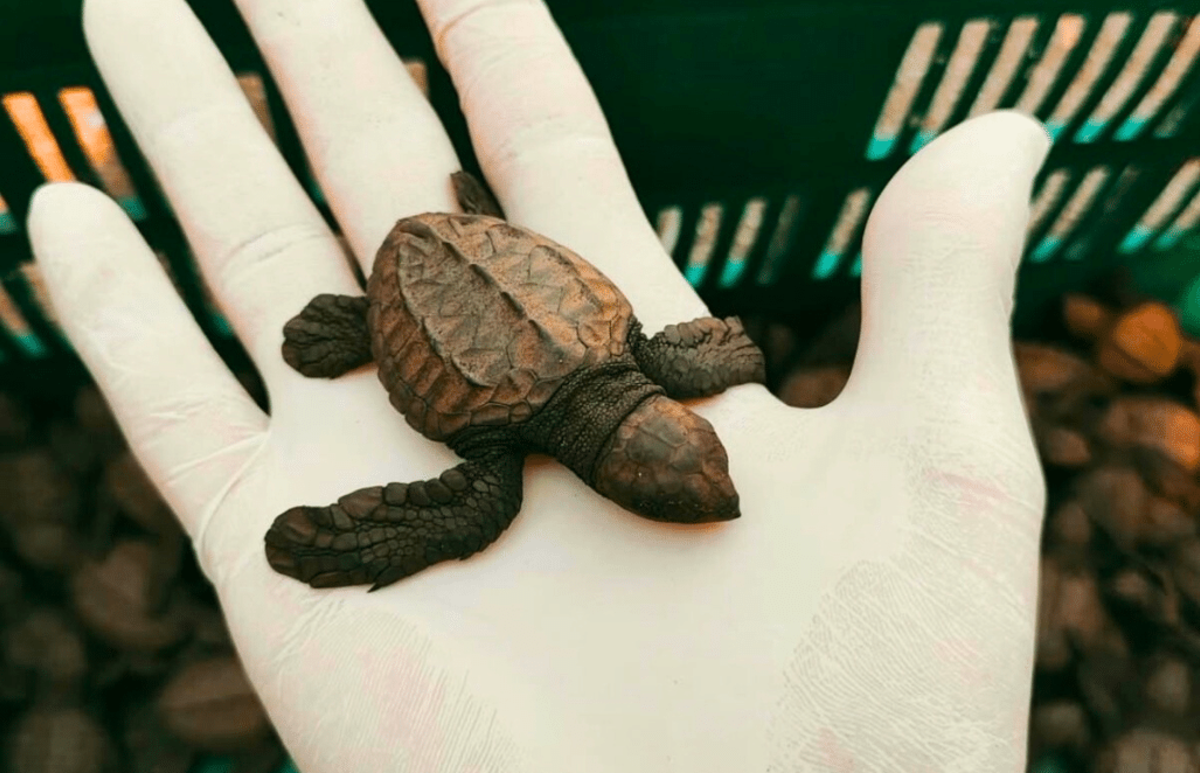 Costa Rica – Family-Friendly Sea Turtle & Nature Conservation