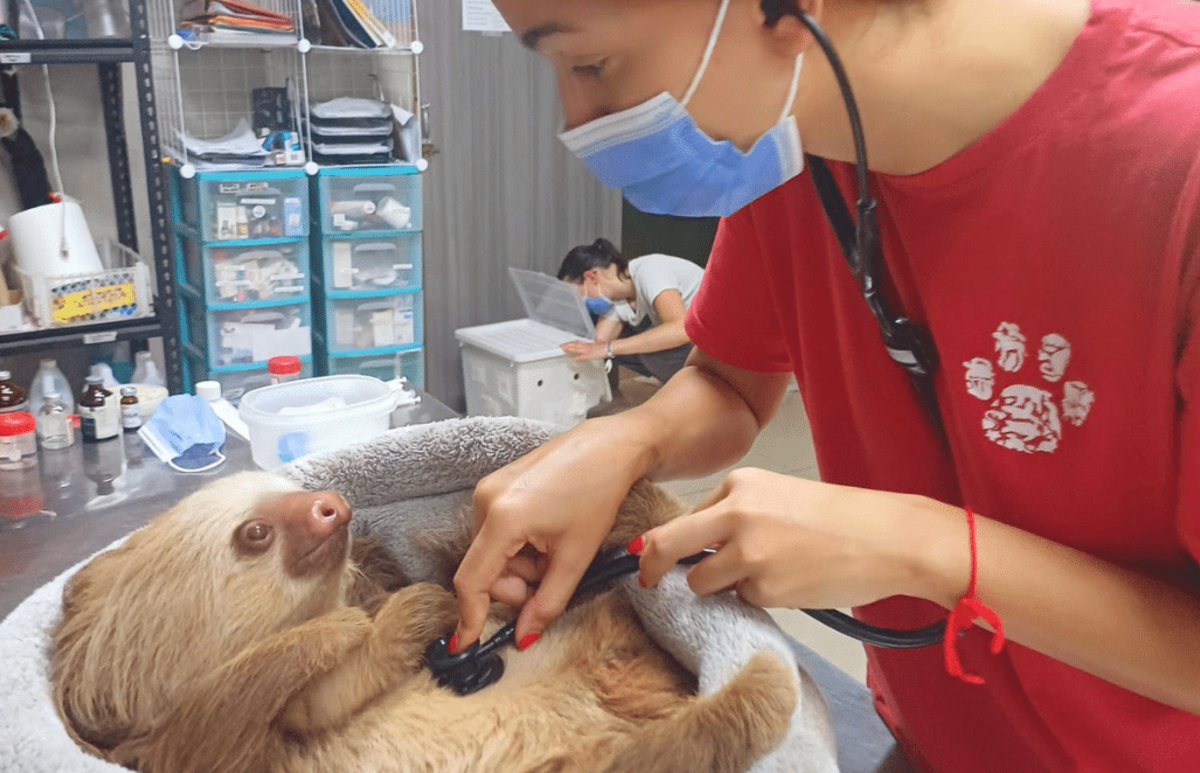 Costa Rica – Pre-Vet Sloth and Wildlife Rescue Center