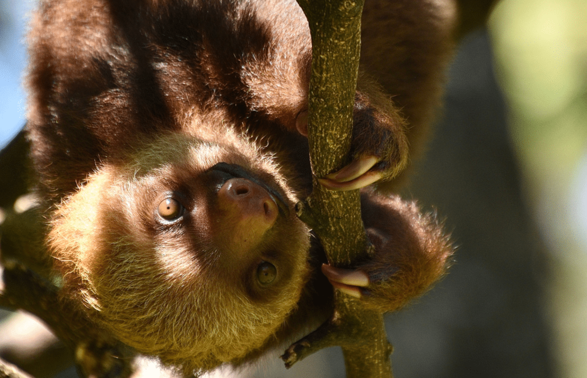 Costa Rica – Pre-Vet Sloth and Wildlife Rescue Center