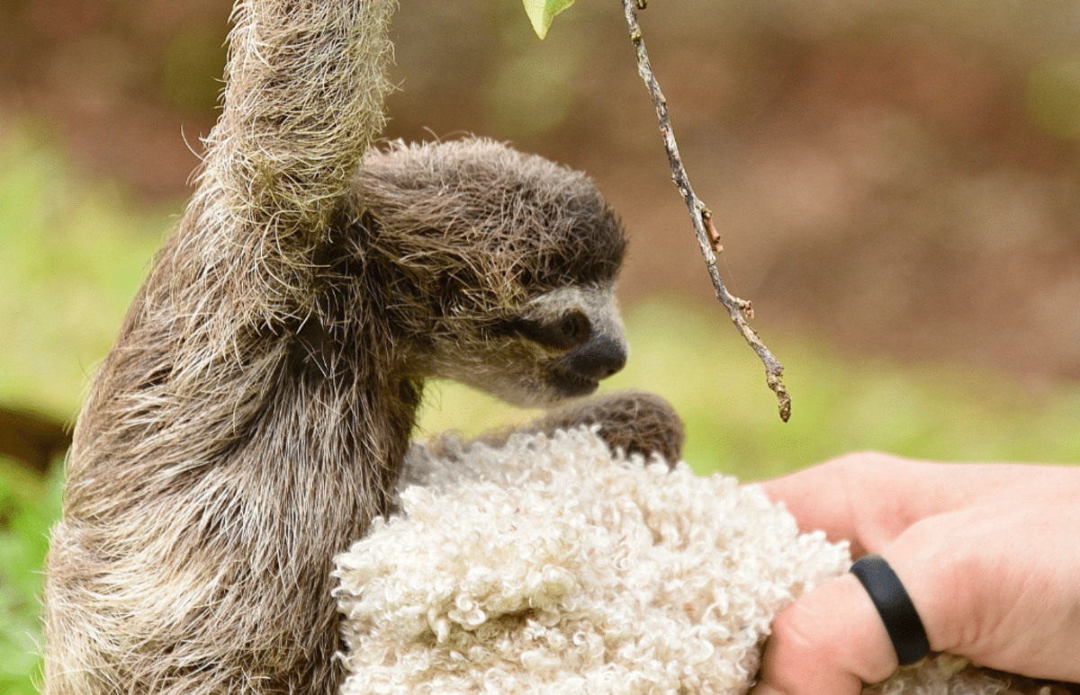 Costa Rica – Pre-Vet Sloth and Wildlife Rescue Center