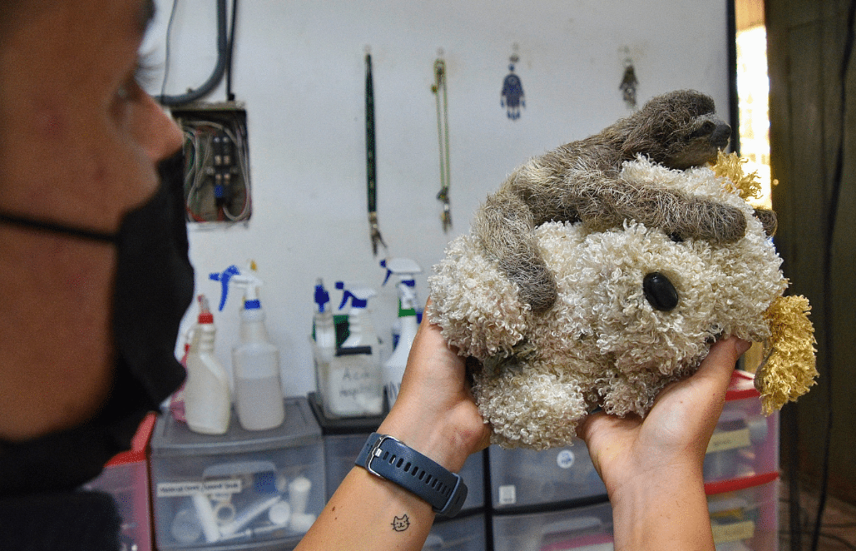 Costa Rica – Pre-Vet Sloth and Wildlife Rescue Center